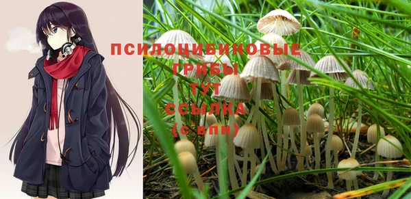 сатива Новодвинск
